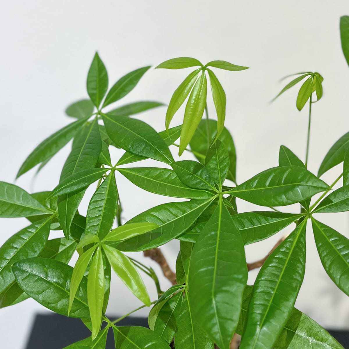 Zamia florida 03, small size | Houseplant (with ceramic pot) - carefully selected by buyers - Okinawan houseplants