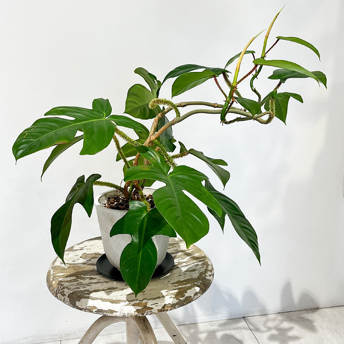 Zamia florida 03, small size | Houseplant (with ceramic pot) - carefully selected by buyers - Okinawan houseplants