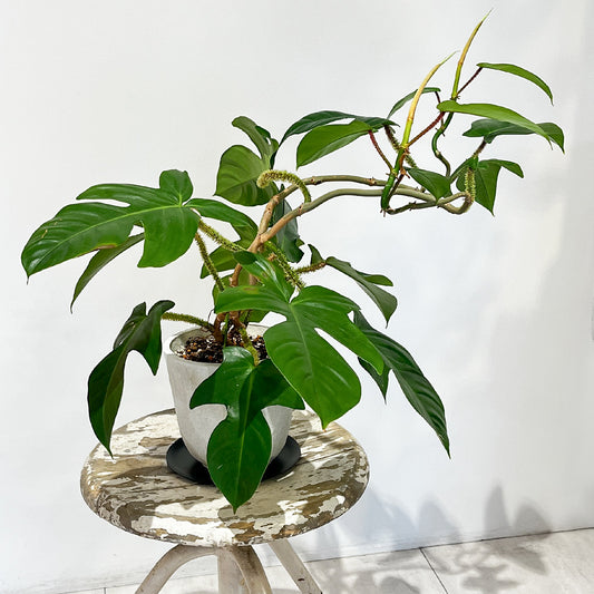 【モンステラ スクアミフェルム】陶器鉢付き｜観葉植物《プロの家で育った観葉植物》