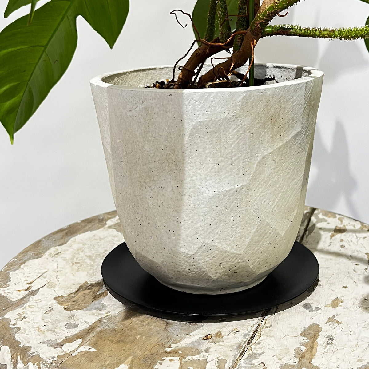Zamia florida 03, small size | Houseplant (with ceramic pot) - carefully selected by buyers - Okinawan houseplants