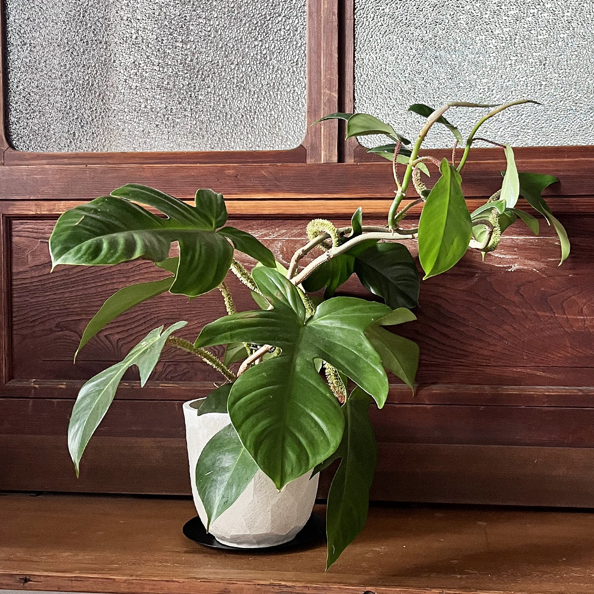Zamia florida 03, small size | Houseplant (with ceramic pot) - carefully selected by buyers - Okinawan houseplants