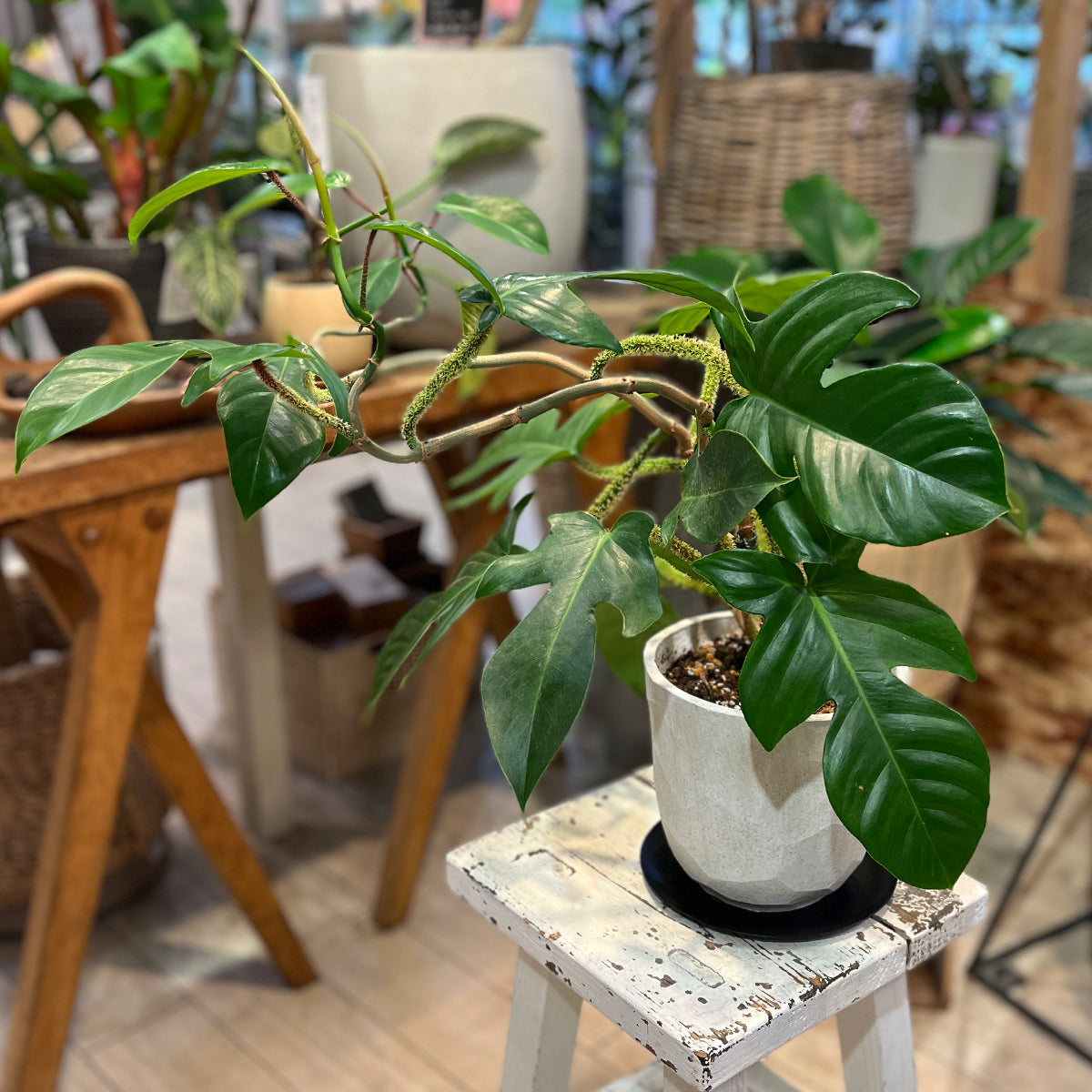 Zamia florida 03, small size | Houseplant (with ceramic pot) - carefully selected by buyers - Okinawan houseplants