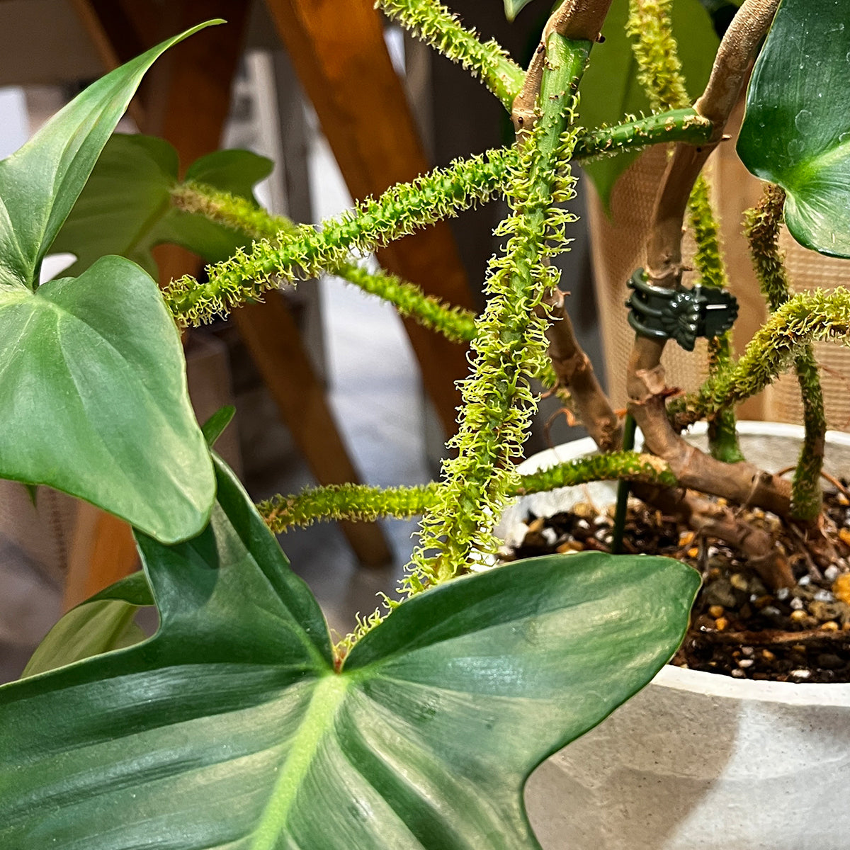 Zamia florida 03, small size | Houseplant (with ceramic pot) - carefully selected by buyers - Okinawan houseplants
