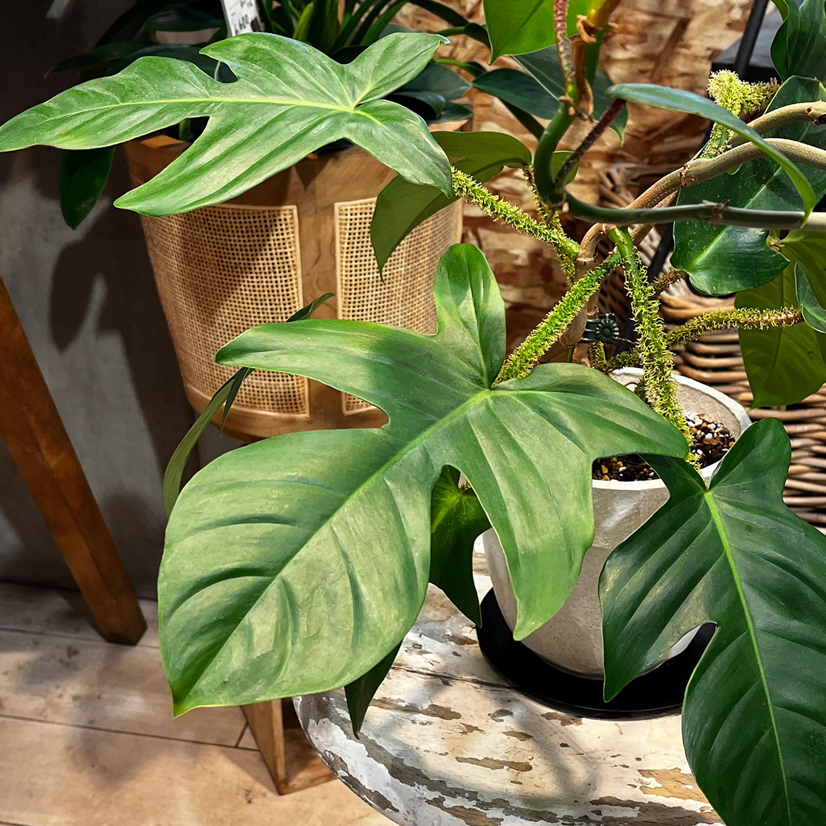 Zamia florida 03, small size | Houseplant (with ceramic pot) - carefully selected by buyers - Okinawan houseplants