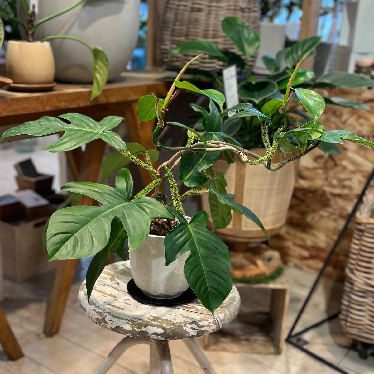 Zamia florida 03, small size | Houseplant (with ceramic pot) - carefully selected by buyers - Okinawan houseplants