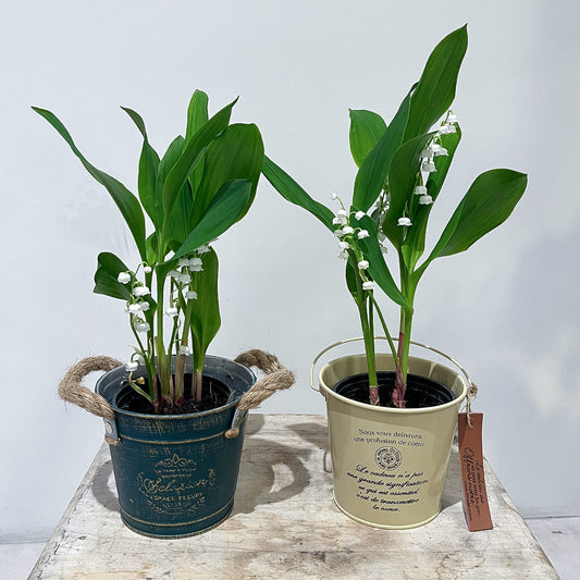 【貴重な国産すずらん】ブリキの鉢カバー付