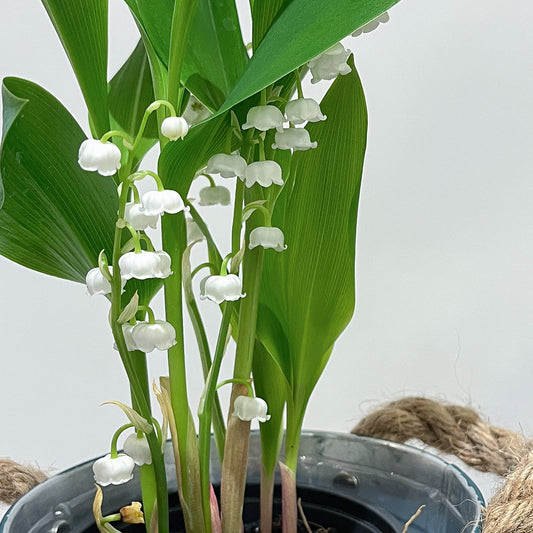 【貴重な国産すずらん】ブリキの鉢カバー付