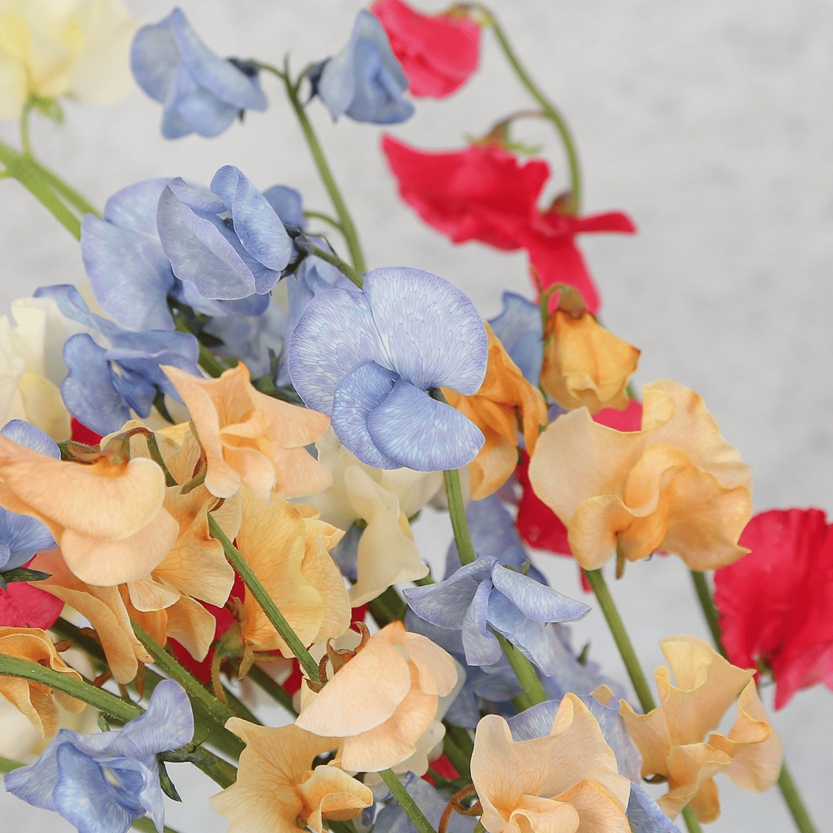 【スイートピーの花束】農薬・殺虫剤を使わない「ファームたかお」さん