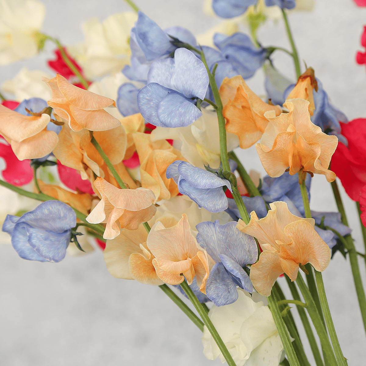 【スイートピーの花束】農薬・殺虫剤を使わない「ファームたかお」さん