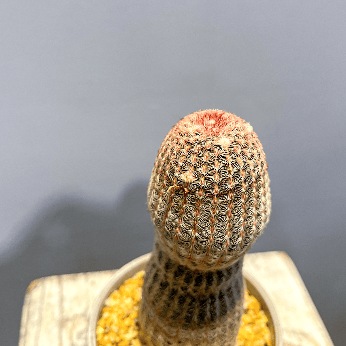 【サボテン・紫紅太陽】観葉植物（陶器製鉢付き）