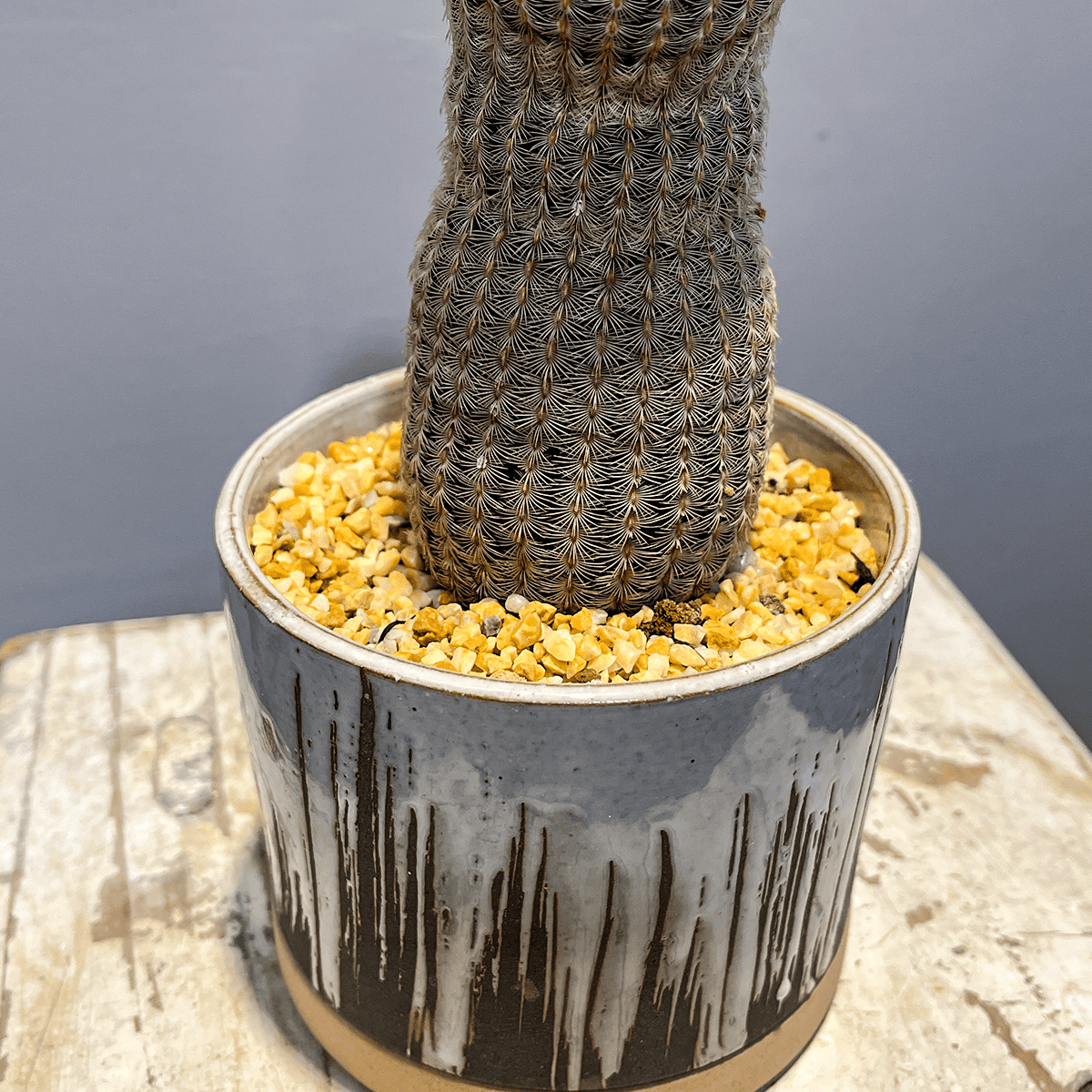 【サボテン・紫紅太陽】観葉植物（陶器製鉢付き）