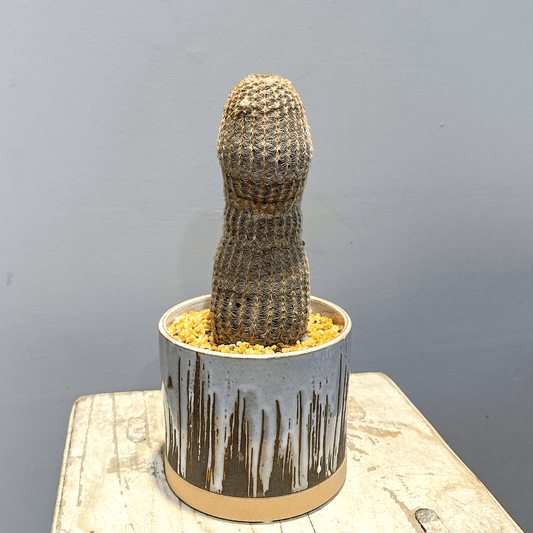 【サボテン・紫紅太陽】観葉植物(陶器製鉢付き)