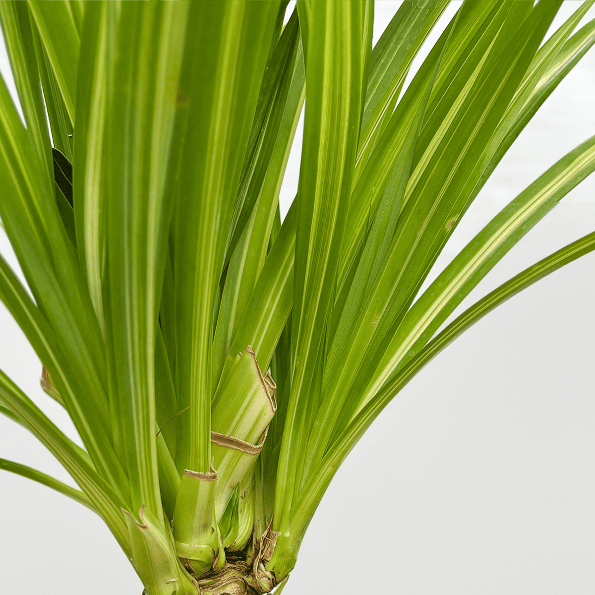 【黄斑入りタコノキ】大型｜観葉植物