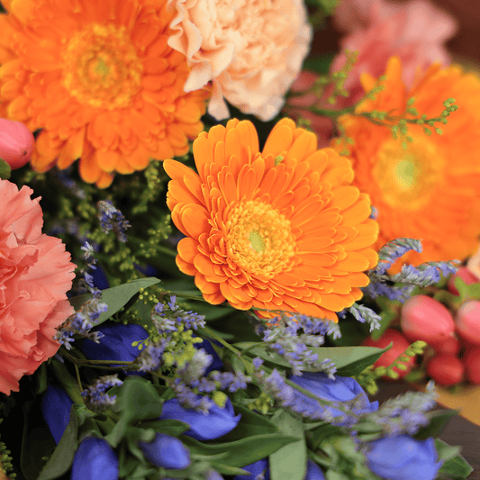 【오봉의 제공·불꽃】WEB 한정|어레인지먼트 “풍제”(핑크)