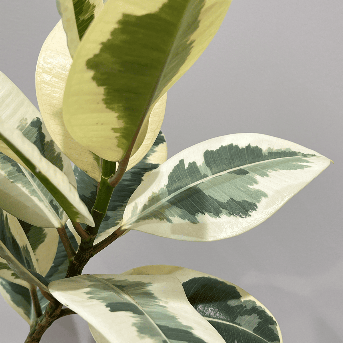 【フィカス ティケネ】観葉植物 (陶器鉢付き)