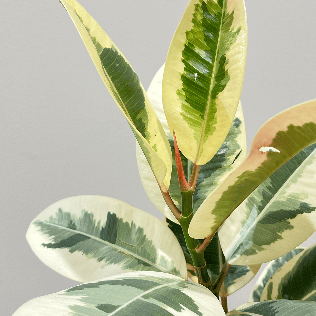 【フィカス ティケネ】観葉植物 (陶器鉢付き)