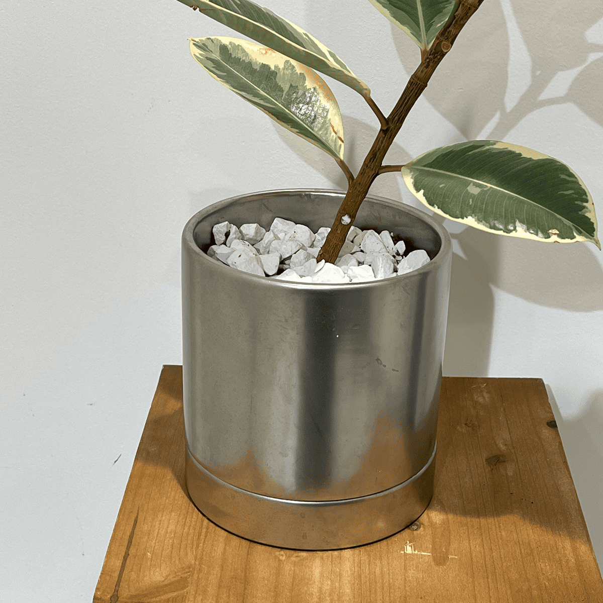 【フィカス ティケネ】観葉植物 (陶器鉢付き)