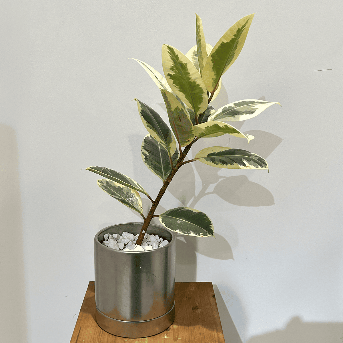 【フィカス ティケネ】観葉植物 (陶器鉢付き)