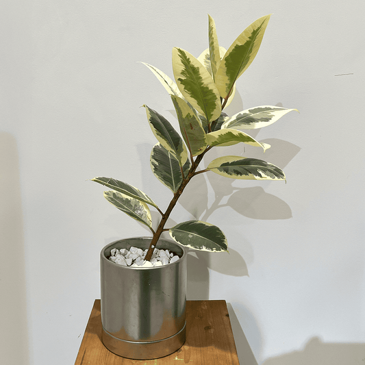 【フィカス ティケネ】観葉植物 (陶器鉢付き)