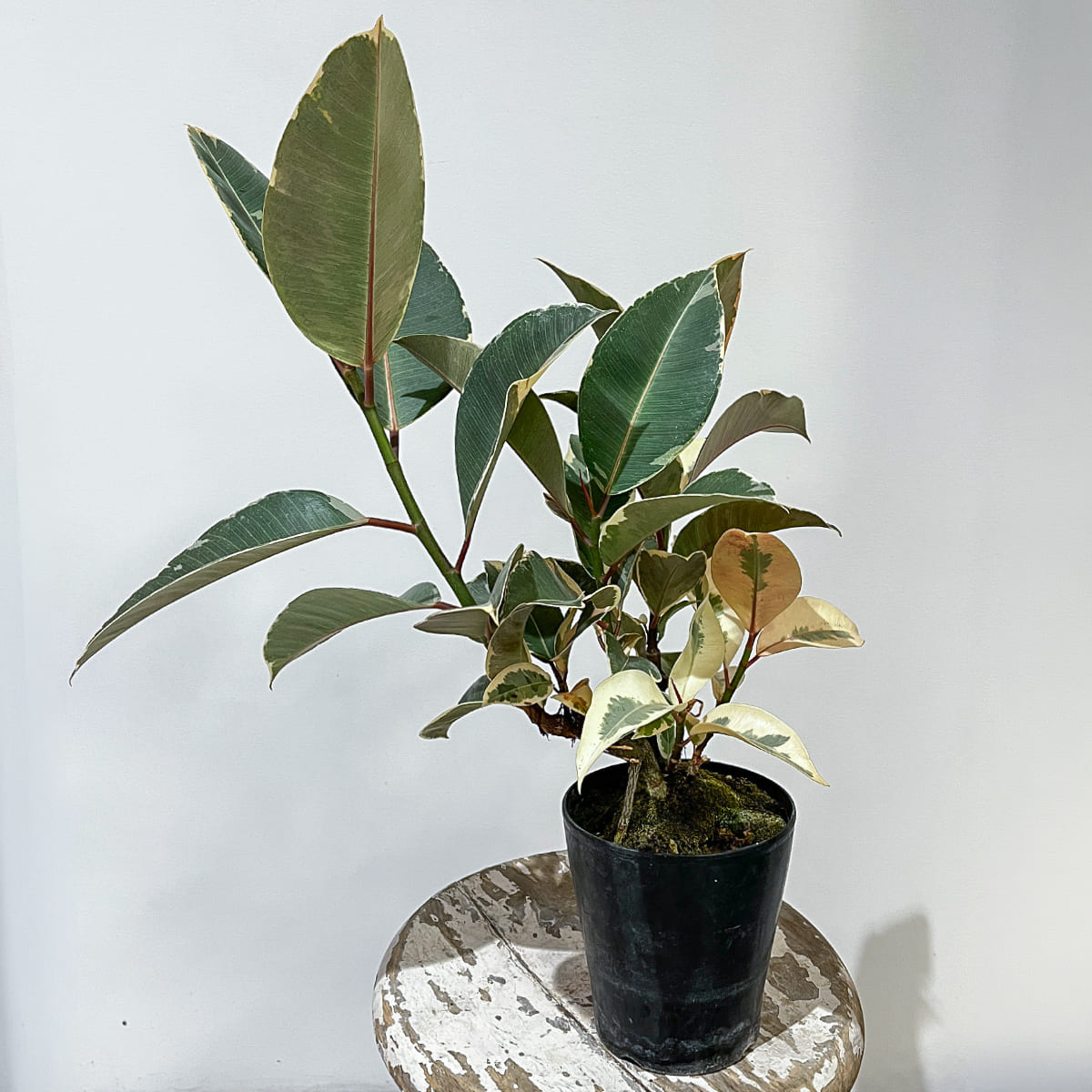 [Rare Variety] Alocasia Tiny Dancer | Size 3.5 | Houseplant