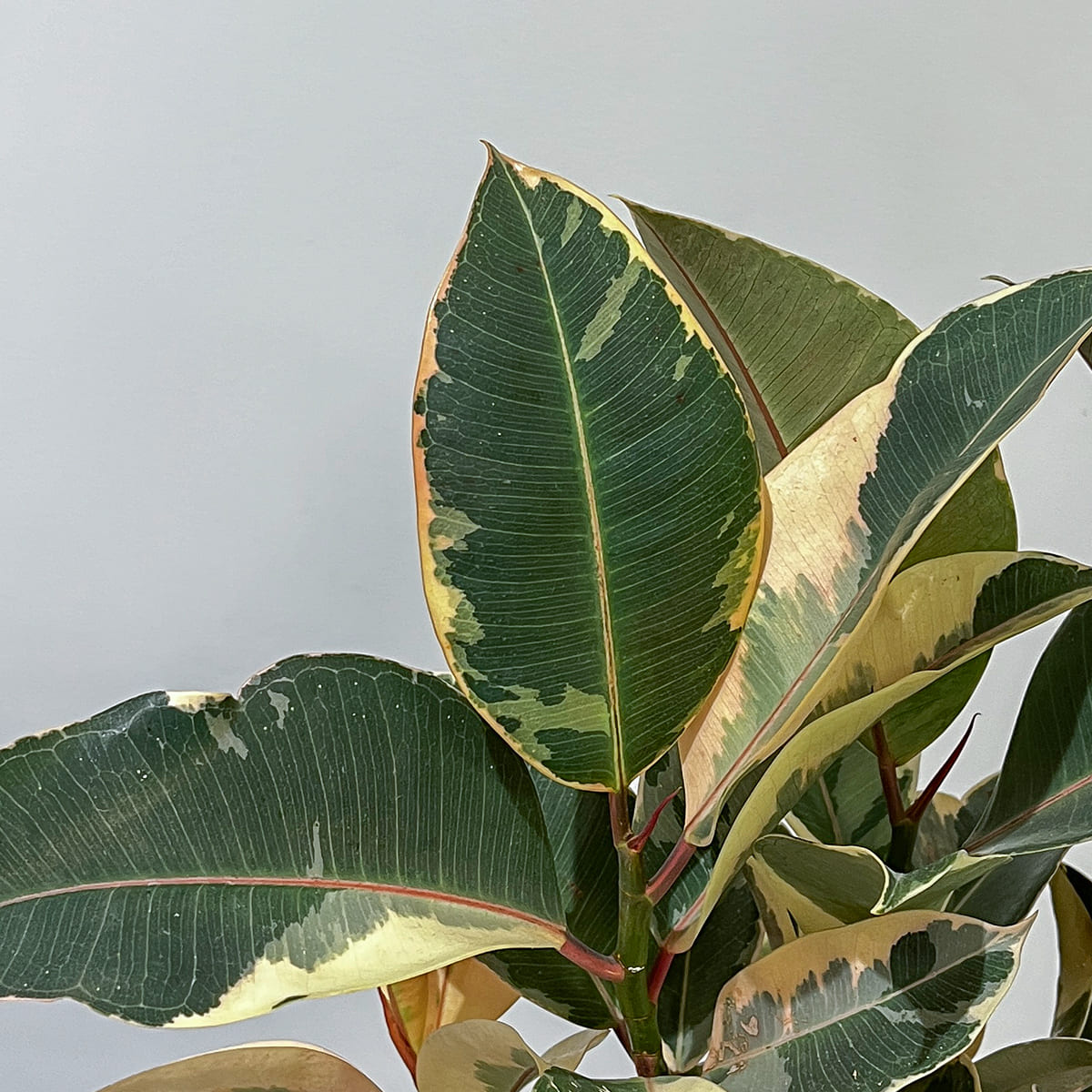 [Rare Variety] Alocasia Tiny Dancer | Size 3.5 | Houseplant