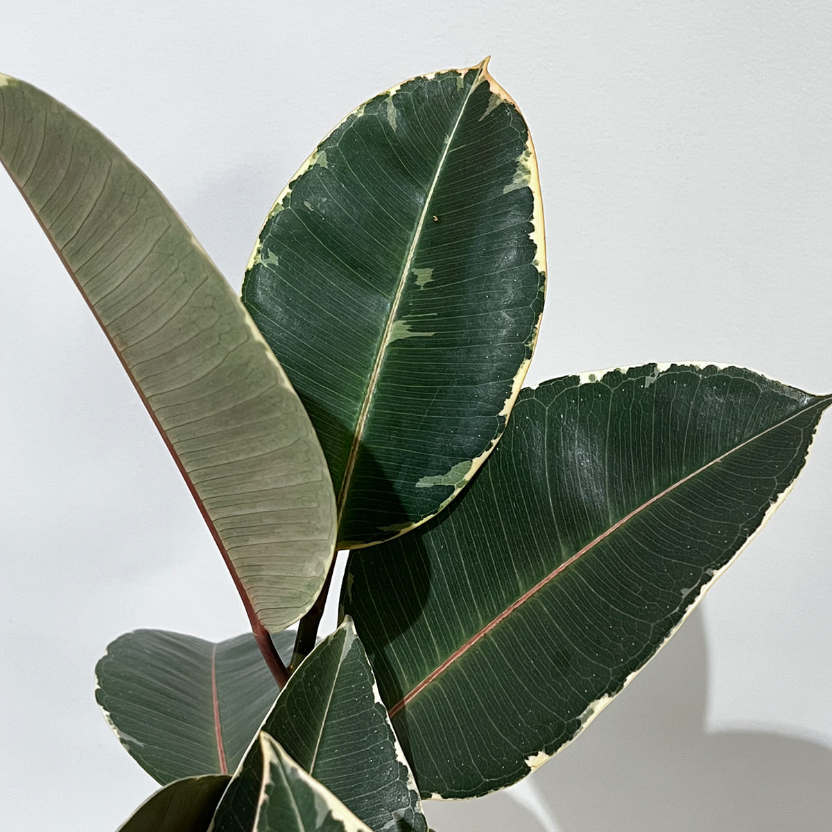 [Rare Variety] Alocasia Tiny Dancer | Size 3.5 | Houseplant