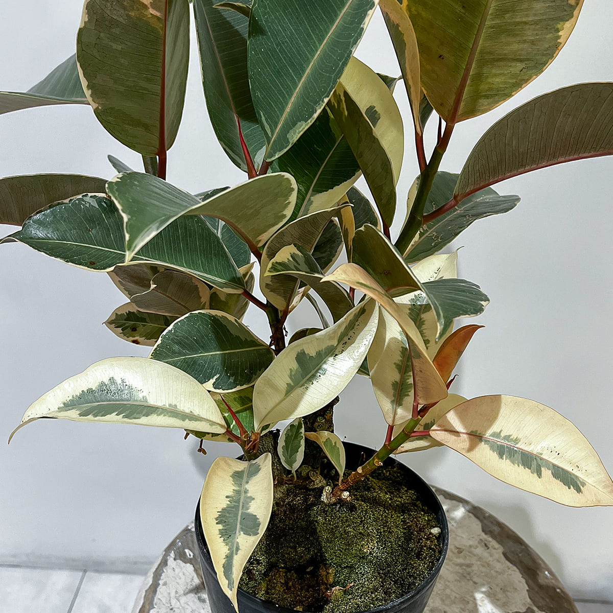 [Rare Variety] Alocasia Tiny Dancer | Size 3.5 | Houseplant
