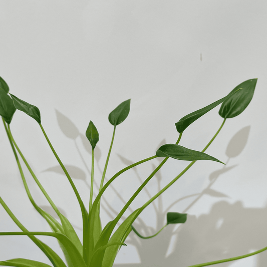 【アロカシア タイニーダンサー】3.5号サイズ｜観葉植物