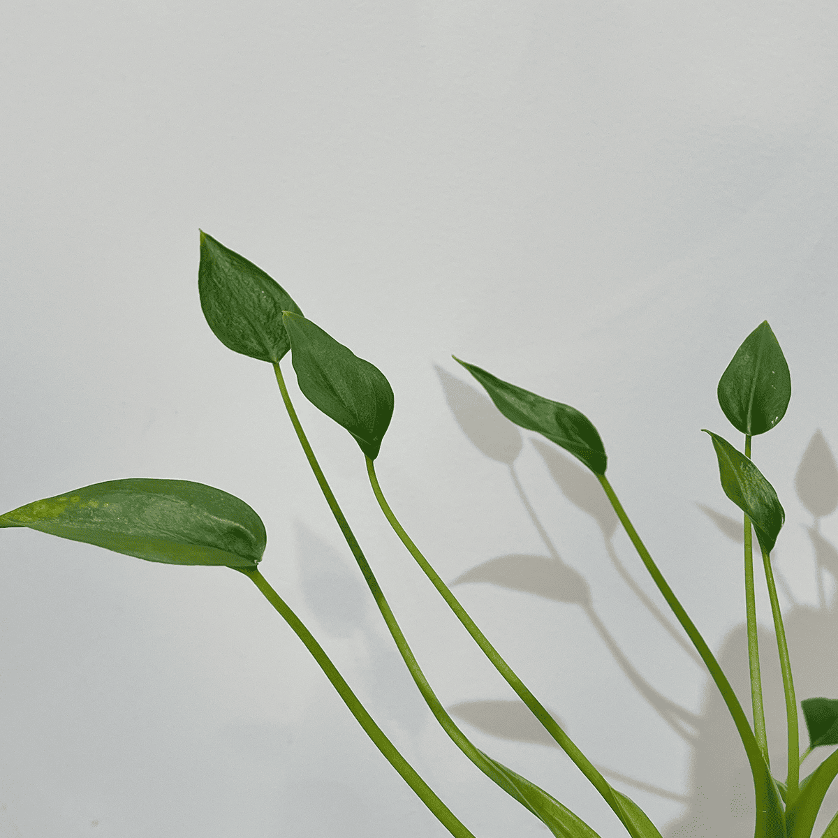 【アロカシア タイニーダンサー】3.5号サイズ｜観葉植物