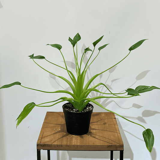 【アロカシア タイニーダンサー】3.5号サイズ|観葉植物