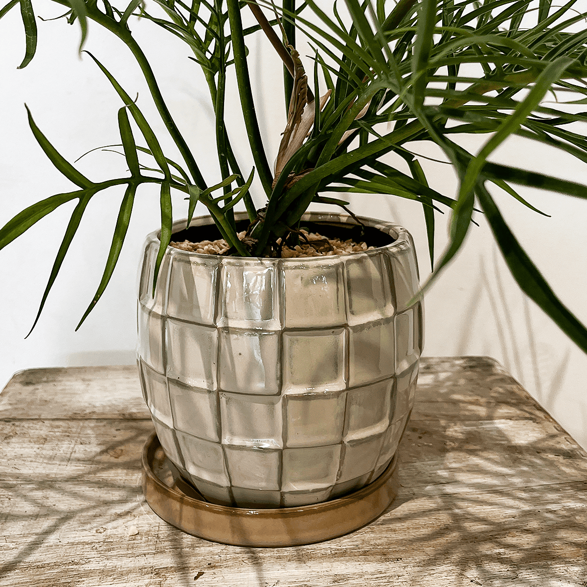 [Philodendron Totum] Ceramic pot included | Houseplant