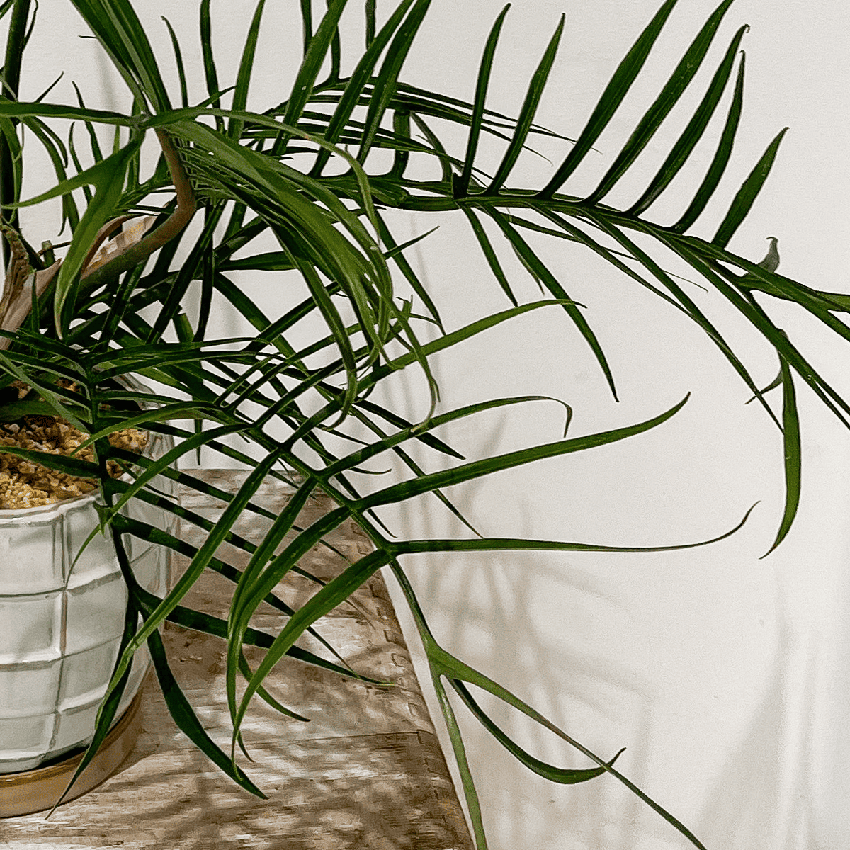 [Philodendron Totum] Ceramic pot included | Houseplant