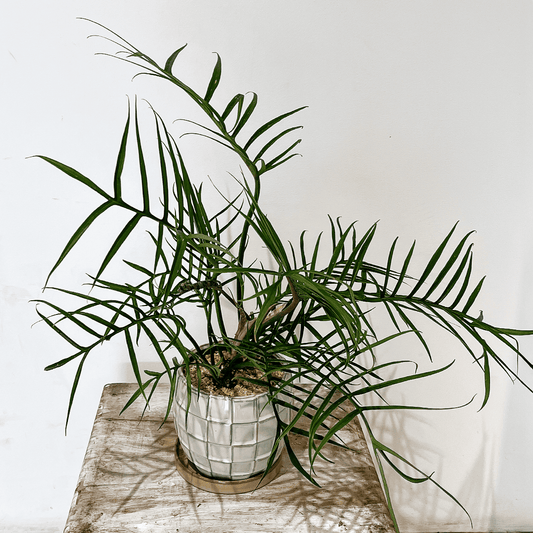 【フィロデンドロン・トータム】陶器鉢付き|観葉植物