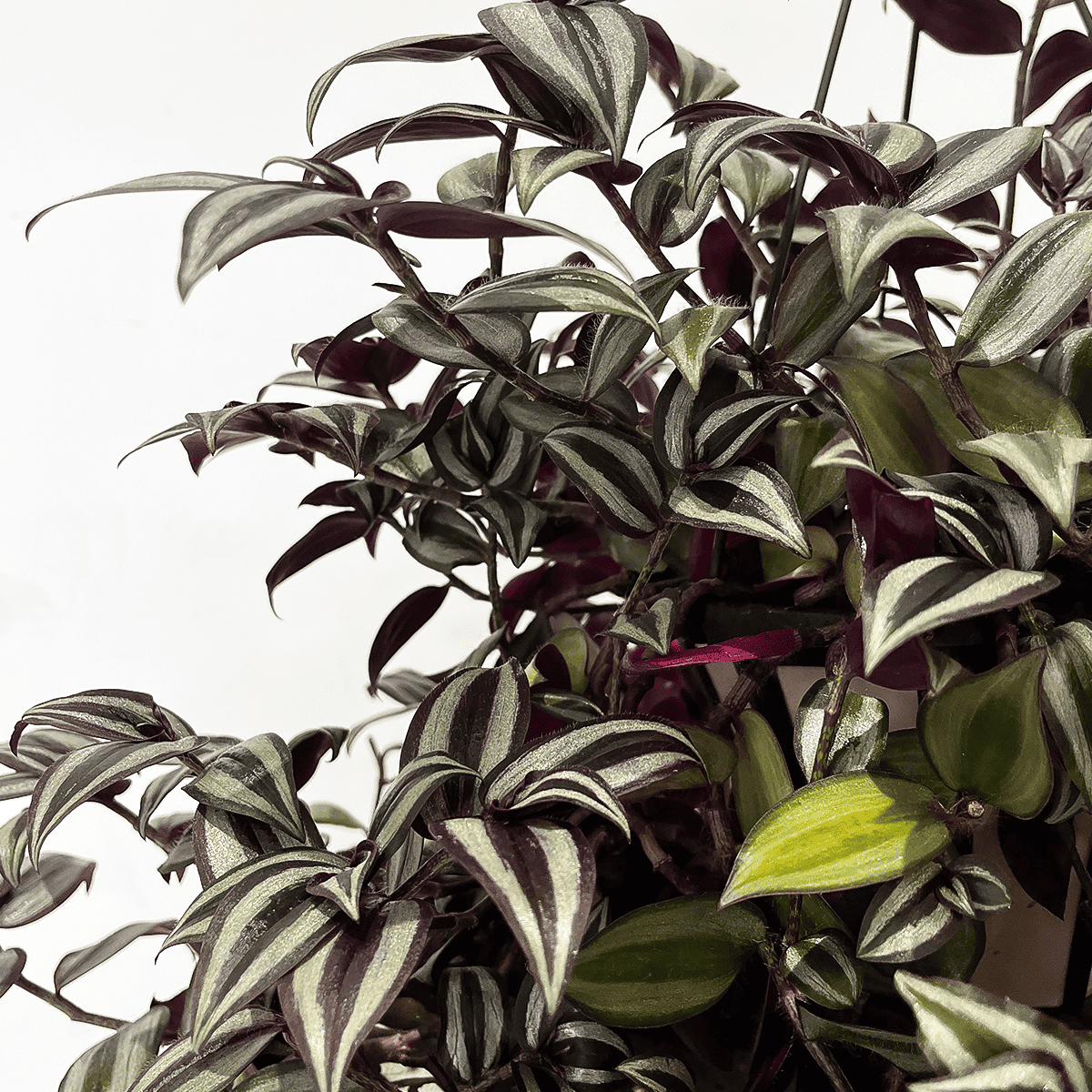 [Tradiscantia] Hanging Pot | Houseplant