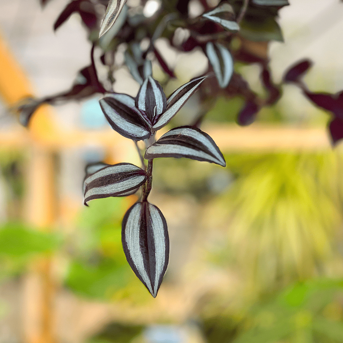 [Tradiscantia] Hanging Pot | Houseplant