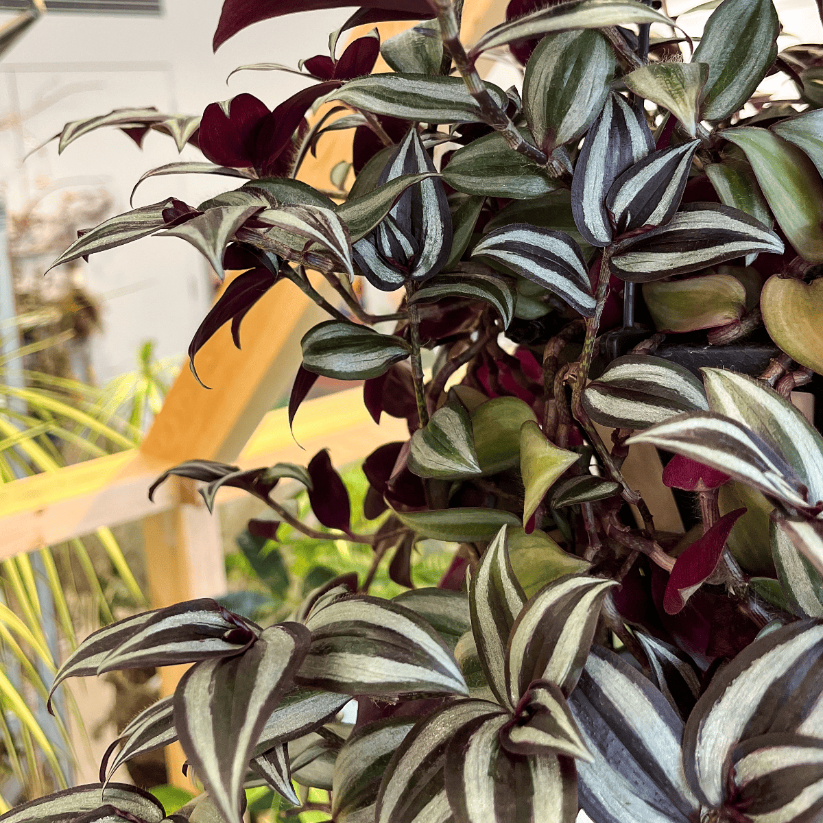 [Tradiscantia] Hanging Pot | Houseplant