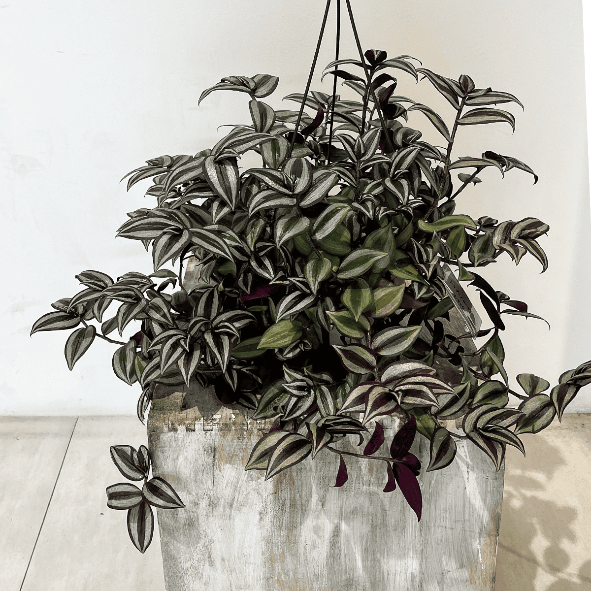 [Tradiscantia] Hanging Pot | Houseplant