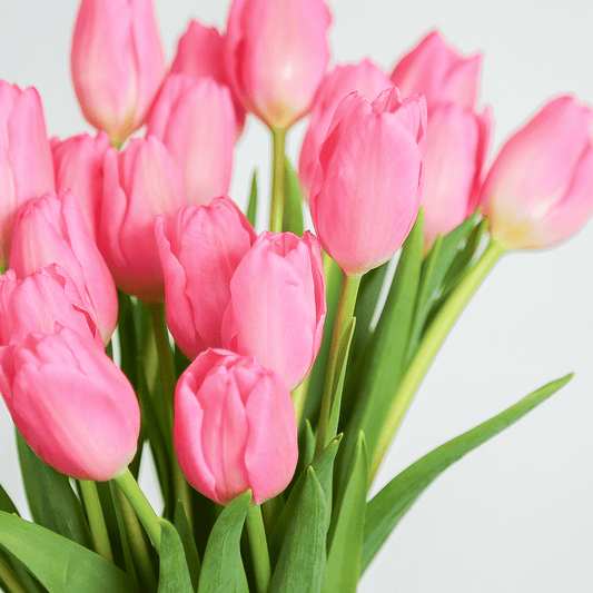 【花束・ブーケ】WEB限定｜チューリップ 20本の花束 ピンク