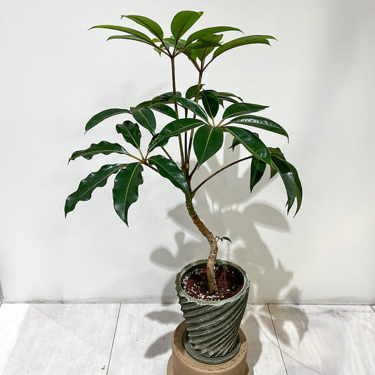 【ツピタンサス】陶器鉢付き｜観葉植物