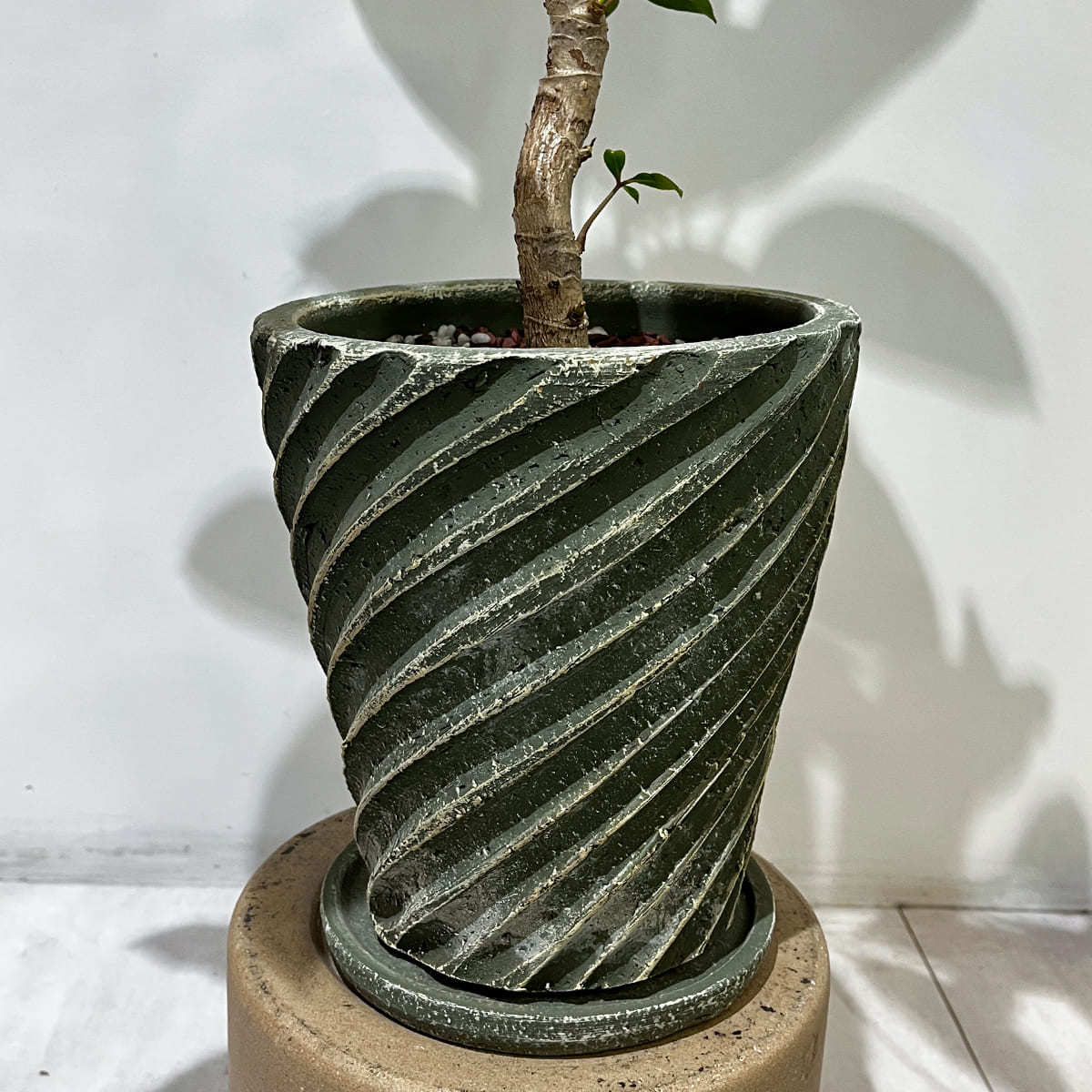 【ツピタンサス】陶器鉢付き｜観葉植物