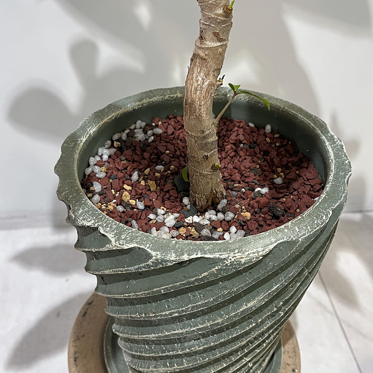 【ツピタンサス】陶器鉢付き｜観葉植物