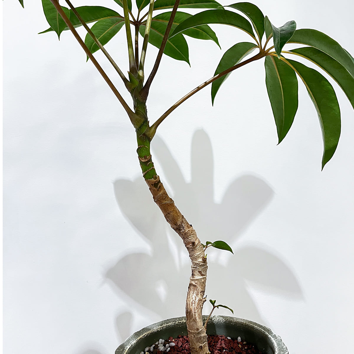 【ツピタンサス】陶器鉢付き｜観葉植物