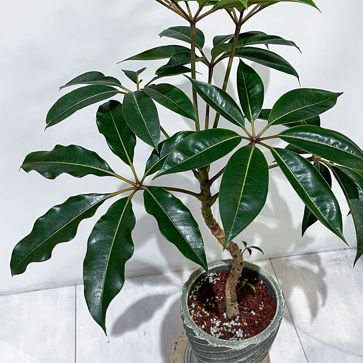 【ツピタンサス】陶器鉢付き｜観葉植物