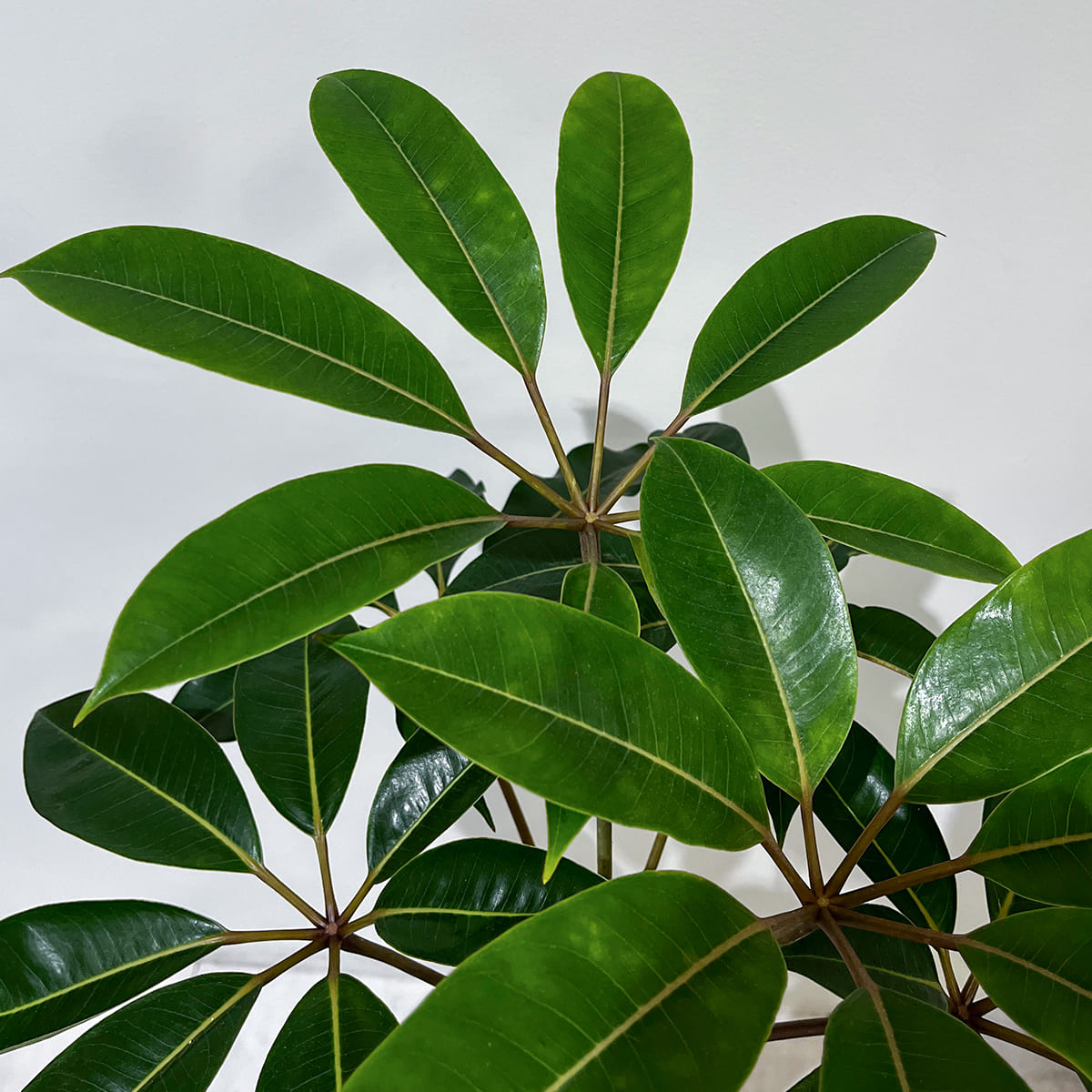 【ツピタンサス】陶器鉢付き｜観葉植物