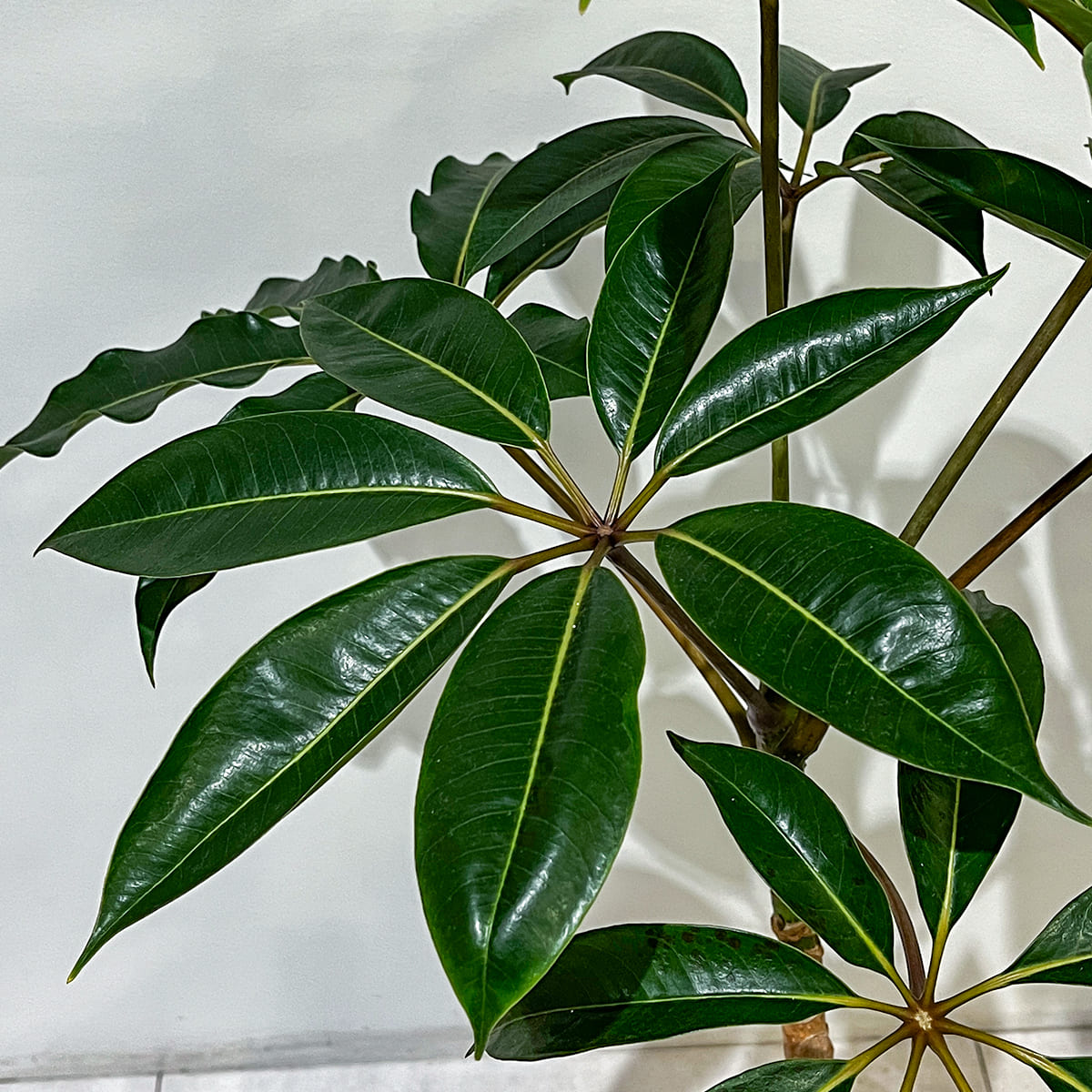 【ツピタンサス】陶器鉢付き｜観葉植物