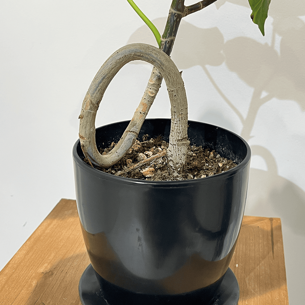[Popular!] Ficus umbellata | Size 4 | Houseplant