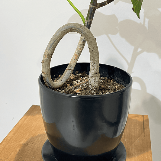 [Popular!] Ficus umbellata | Size 4 | Houseplant