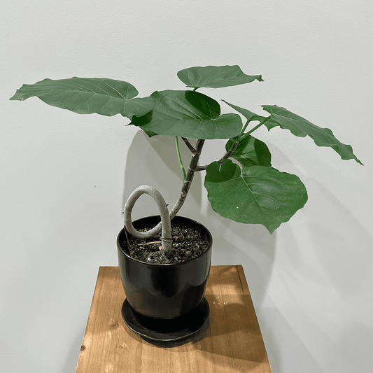 [Popular!] Ficus umbellata | Size 4 | Houseplant
