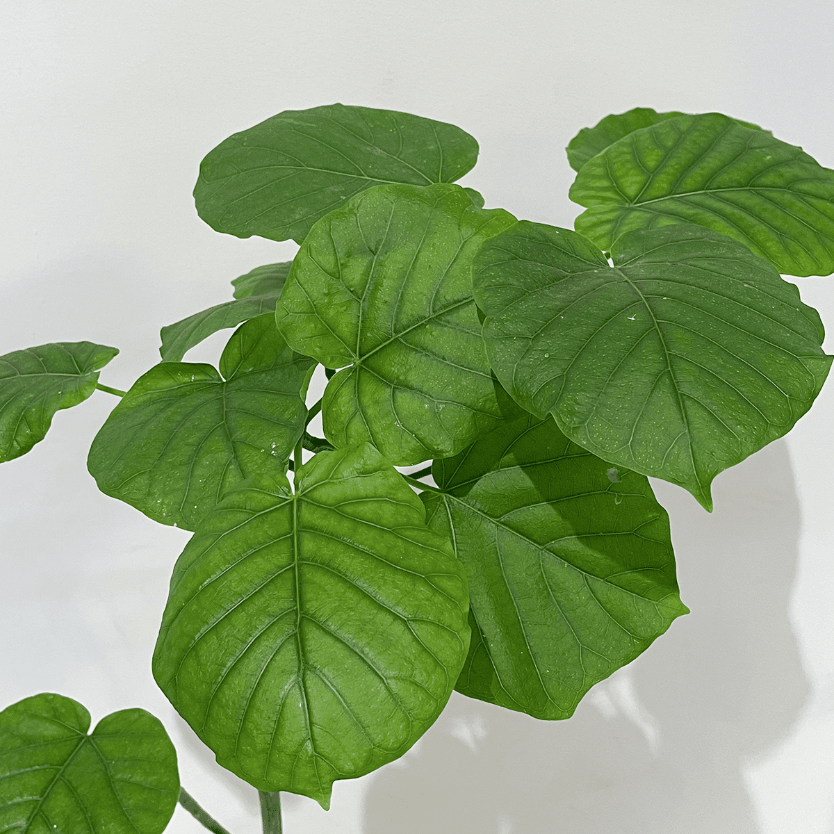 【ウンベラータ】観葉植物 (セメント鉢付)