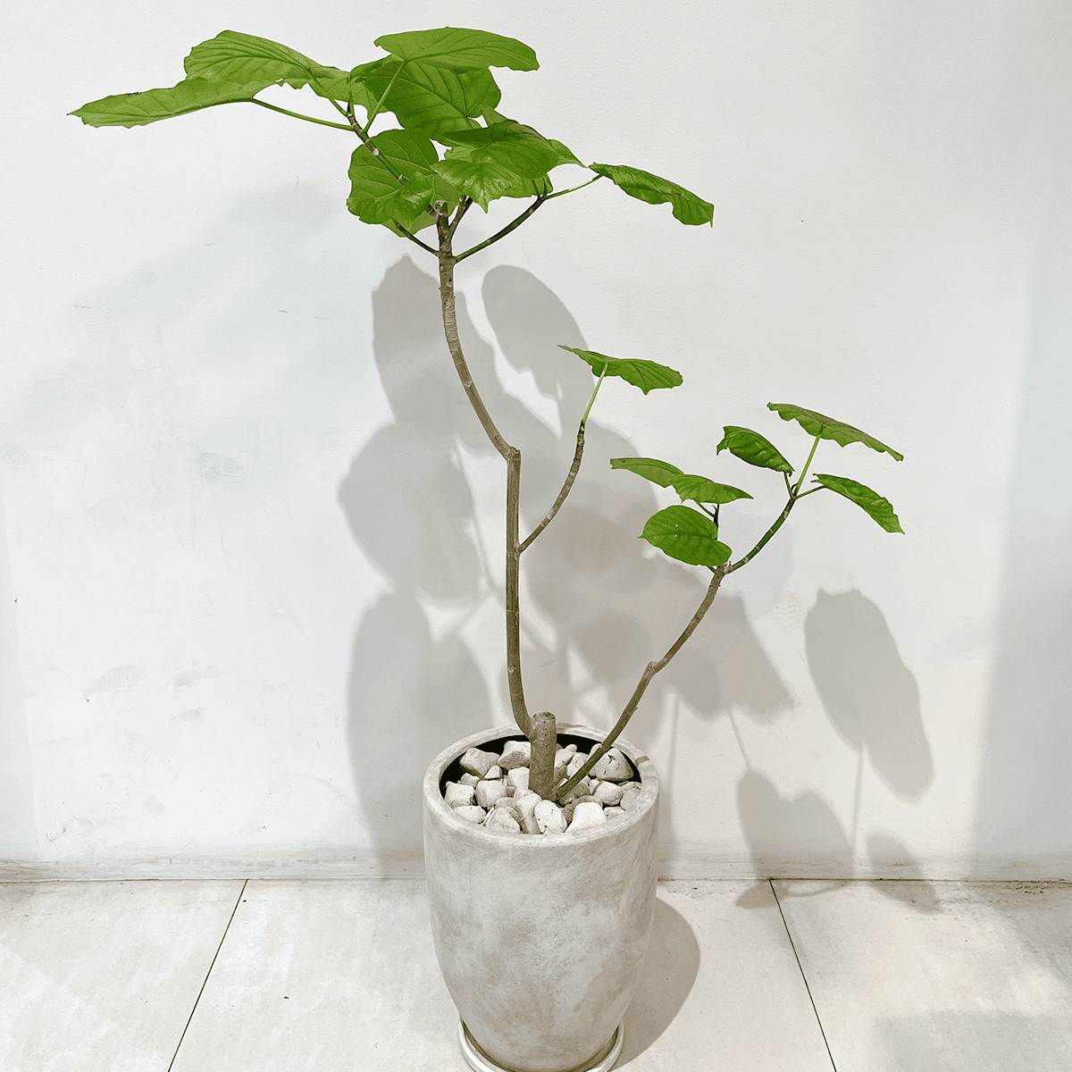 【ウンベラータ】観葉植物 (セメント鉢付)